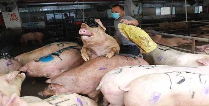农产品预警1月7日猪价节节低豆粕下跌180元