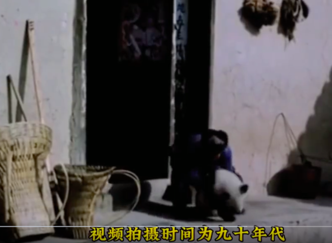 如何给外国人解释系列更新以前的四川人捡到大熊猫