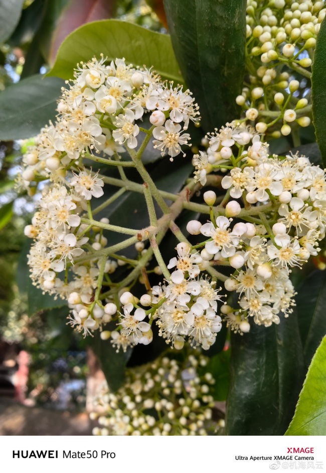 哈哈！石楠花的花语“yue” 所以这花到底什么味？