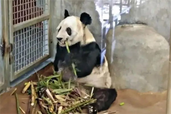 北京动物园派兽医和饲养员将于下周抵达美国