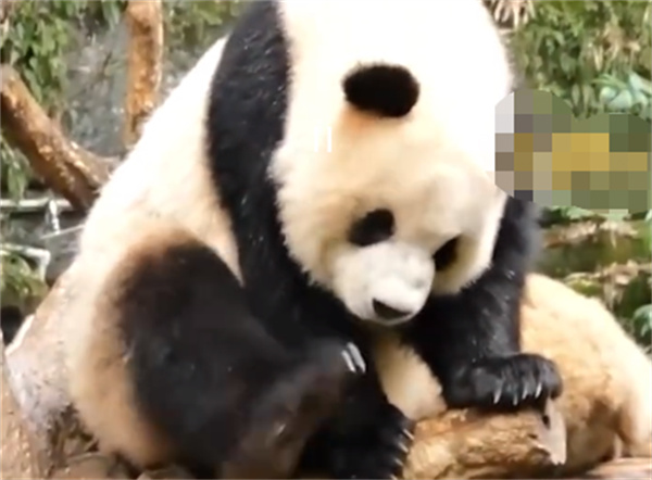 奶爸吐槽大熊猫用脚抠嘴不讲卫生