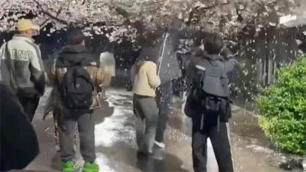 网红团队狂摇百年樱花树拍摄视频