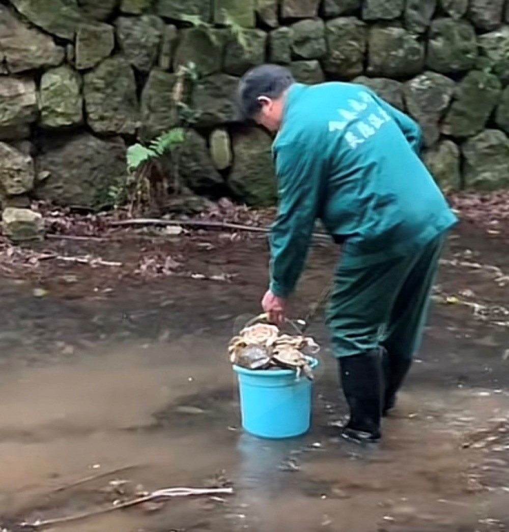 杭州灵隐寺景区小溪中有大量的放生乌龟死亡