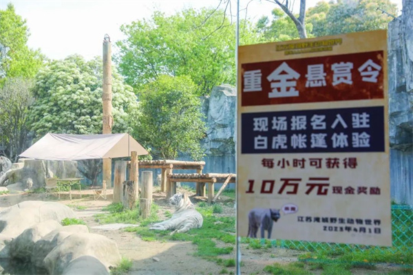 野生动物园招募勇士与白虎同住被停止