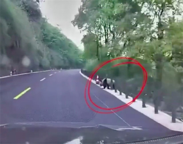 四川男子开车上班途中险些撞上野生大熊猫