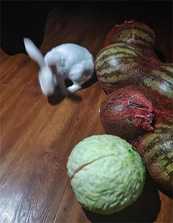 兔子咬西瓜一千多口没吃到瓤