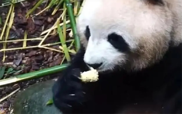 老太太把吃剩的玉米芯投喂大熊猫