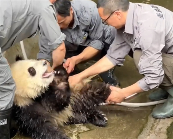 大熊猫洗澡两个半人摁半个负责洗画面搞笑