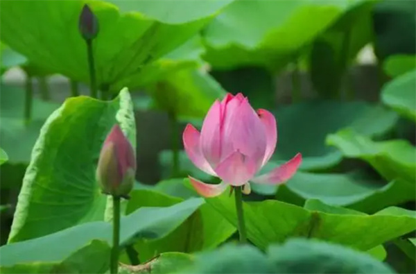 圆明园里幸存的古莲开花了