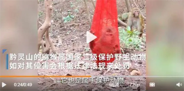 黔灵山公园猴子被装进塑料袋挂在树上