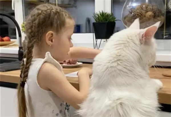 俄罗斯一只猫和四岁小孩一样的身高