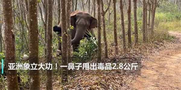 亚洲象一鼻子甩出2.8公斤毒品