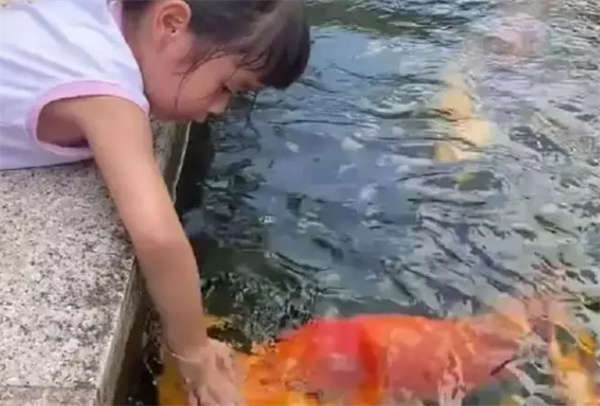 女孩在池边喂50斤胖的锦鲤