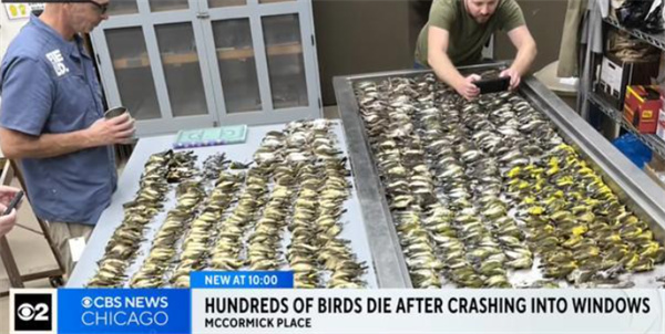 美媒称近千只鸟撞向北美最大展览中心