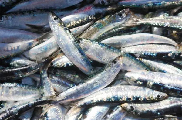大量沙丁鱼涌入日本渔港后死亡