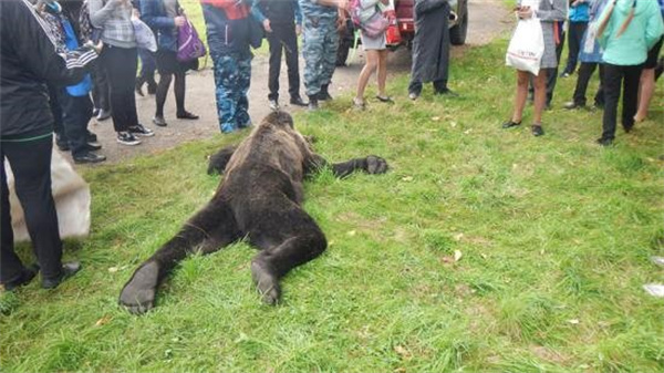 日本棕熊尸体内发现人体残骸