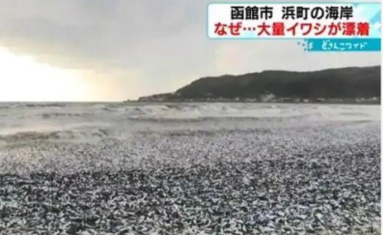 日本北海道海岸现大量沙丁鱼尸体