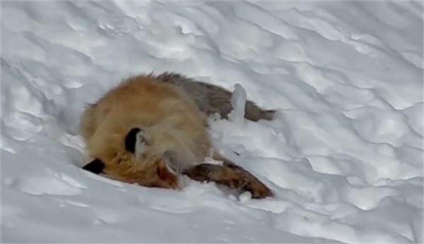 网红狐狸死在雪地里