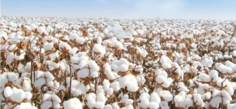 美国棉花生产前瞻,2024年美棉产量增长多少有何变化