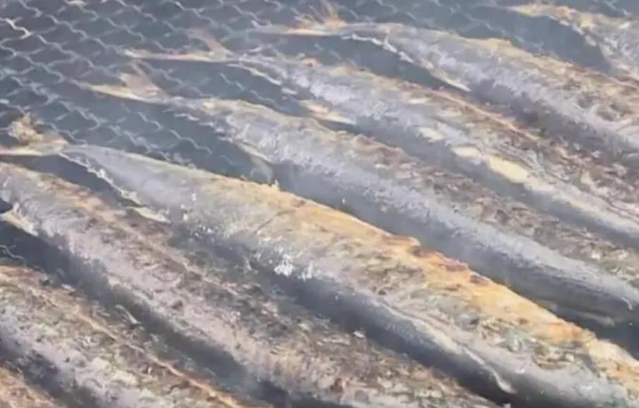 台湾查出日本鱼类致癌物超标40倍,当地民众很担忧