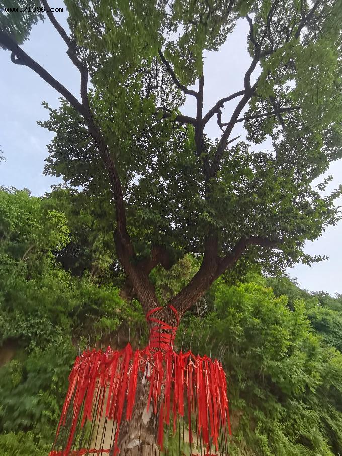 济南彩石镇的降龙树，全国仅此一颗