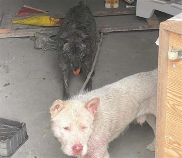 温州梅花鹿养殖场被两只猎犬侵袭
