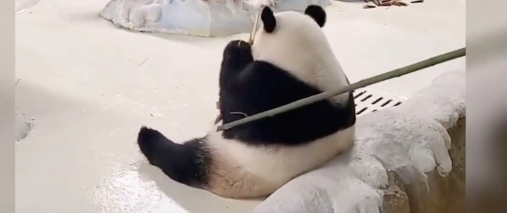 饲养员拍打大熊猫被停工