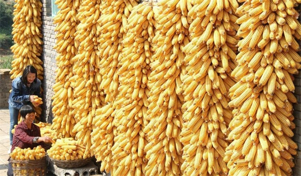 大豆,玉米,小麦价格下跌,粮价是否有望进入相对稳定期